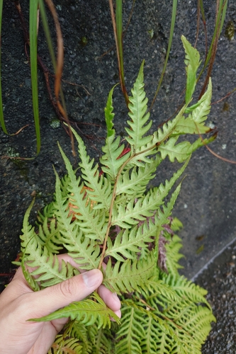 Woodwardia unigemmata, photograph 3