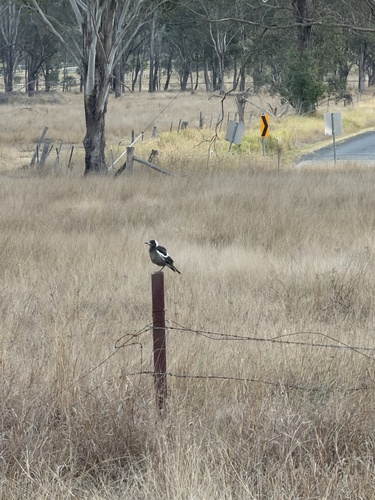 Australian Magpie