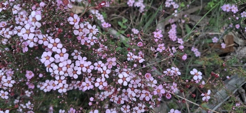 Rosy Heath-Myrtle