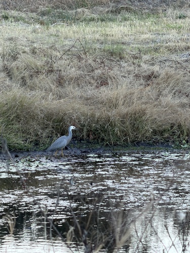 White-faced Heron