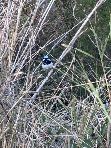 Superb Fairywren