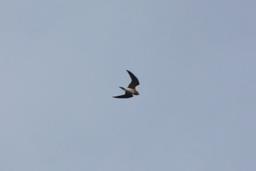 Oriental Pratincole