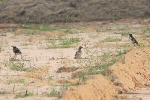 Black-collared Starling