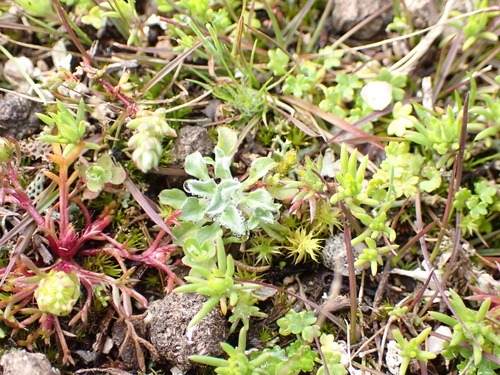Spoon Leaved Cudweed