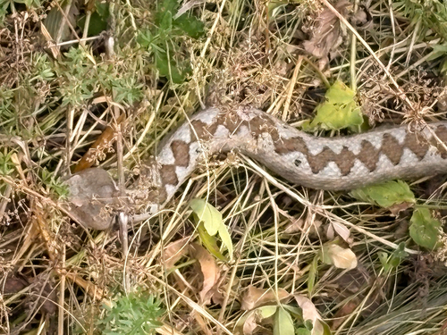 Vipera meridionalis