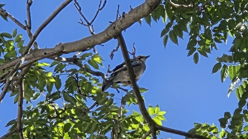 Eurasian Jay