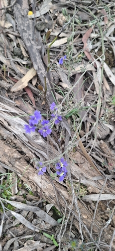 shrubby Dampiera