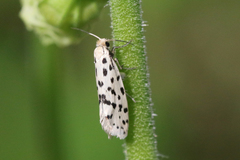 Greya punctiferella