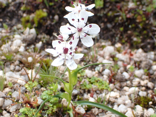 Wurmbea biglandulosa biglandulosa