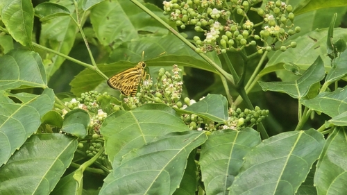Pyroneura latoia