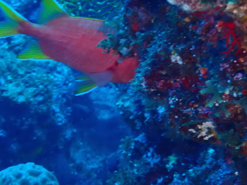 Myripristis chryseres observed 2026-08-19