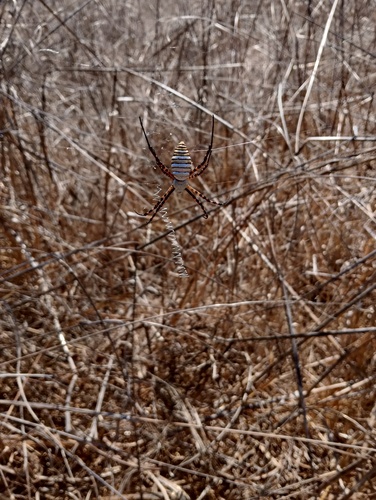 Banded Garden Spider