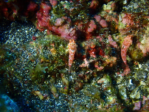 Synchiropus morrisoni observed 2026-08-19