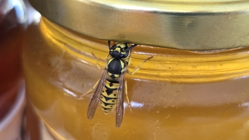 German Yellowjacket