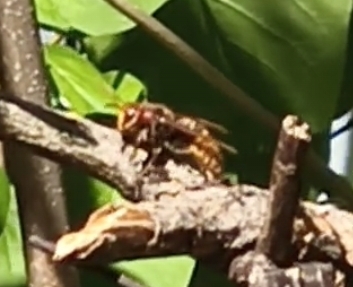 European Hornet