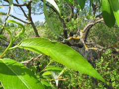 Aculus