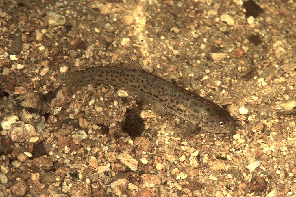Trichogenes longipinnis