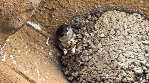 Western House Martin