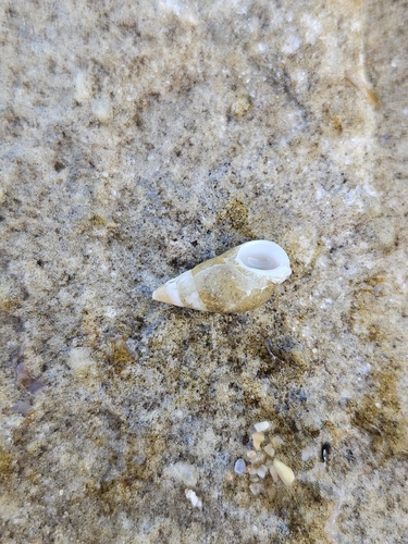 Hinea brasiliana, 2026-08-23