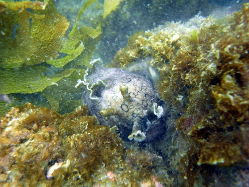 Aplysia argus