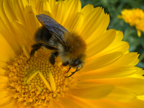 Common Carder Bumble Bee