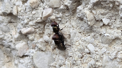 Physiphora alceae