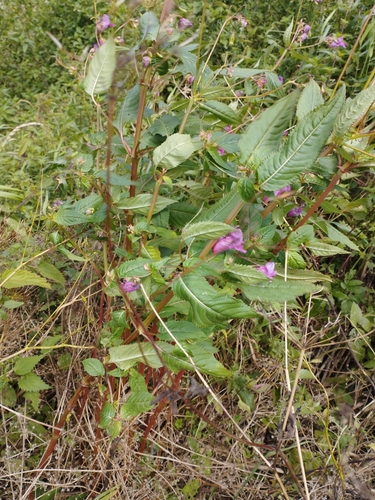 Himalayan balsam