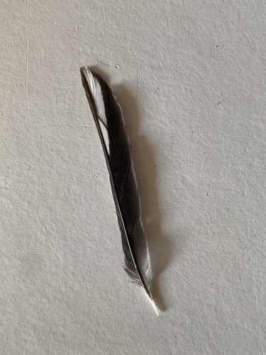 Plume de Pinson des arbres