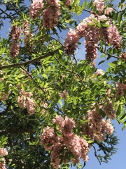 Robinia hispida