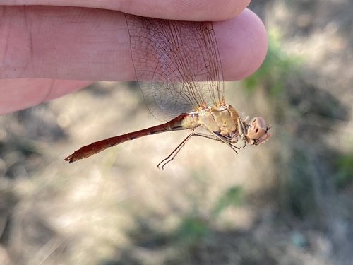 Southern Darter
