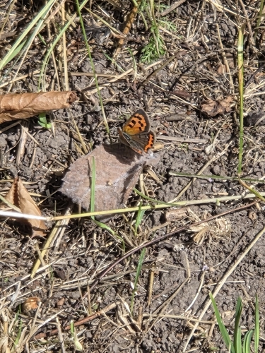 Small Copper