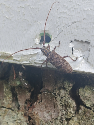 Monochamus alternatus