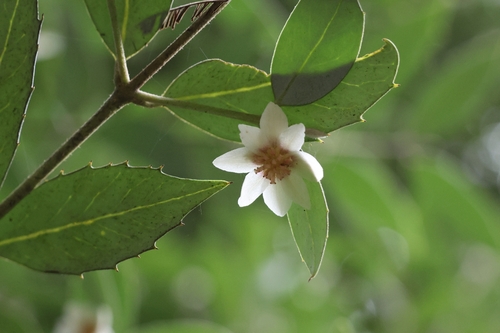Atherosperma moschatum, photograph 4