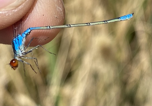 Small Red-eyed Damselfly