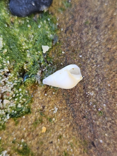 Hinea brasiliana, 2026-08-23