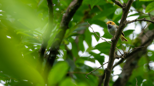 Rufous-faced Warbler