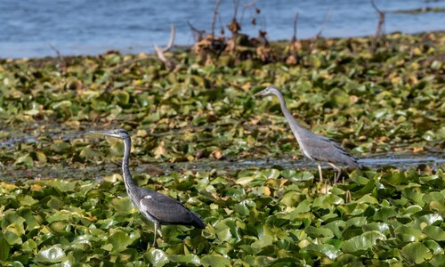Grey Heron