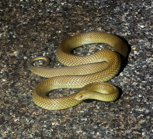 Mulga Snake