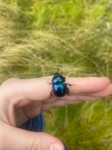 Springtime Dung Beetle