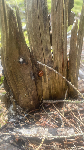 Seven-spotted Lady Beetle