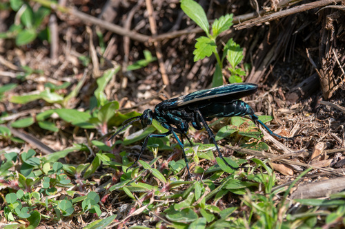 Pepsis decorata