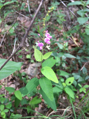 Desmodium psilophyllum