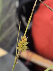 Carex canescens