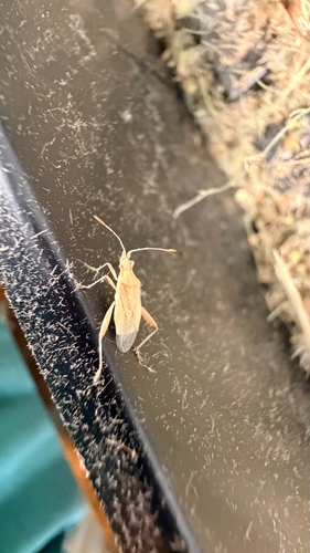 Harmostes reflexulus