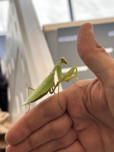 Transcaucasian Giant Mantis