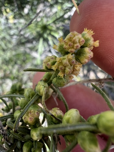 Ambrosia salsola, photograph 6