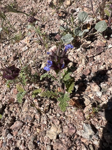 Salvia columbariae, photograph 5