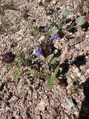 author not stated, no rights reserved Salvia columbariae, photograph author not stated, no rights reserved