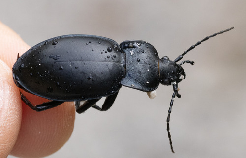 Smooth ground beetle photo 2