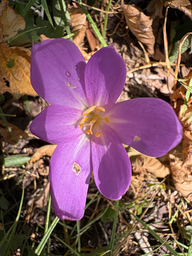 Autumn Crocus
